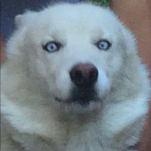 Meet your Posher, Sheila